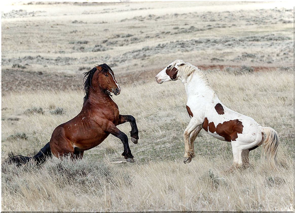 Mustang horse breeds.