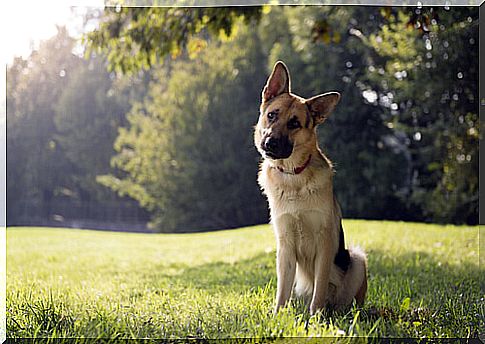 german shepherd