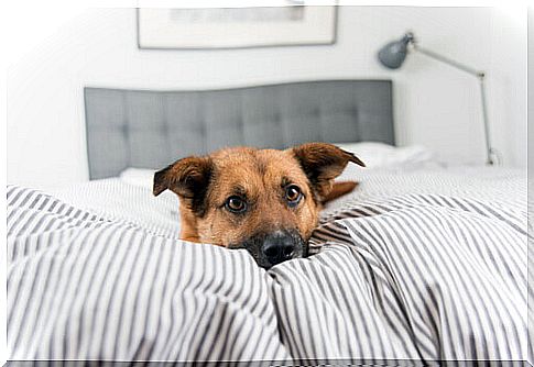 Why dogs don't have to sleep in bed