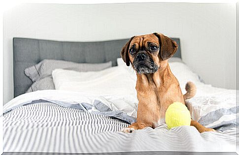 Why dogs don't have to sleep in bed