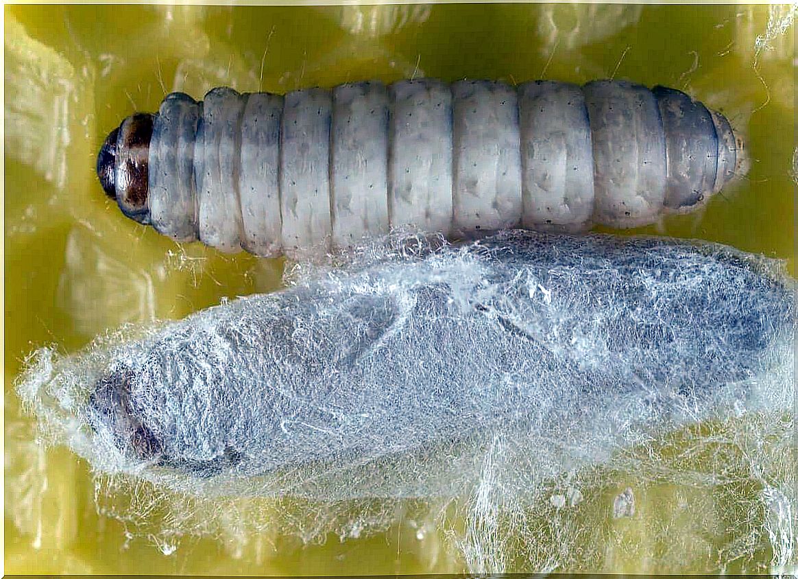 A larva or nymph with a cocoon.  Worms that eat plastic.