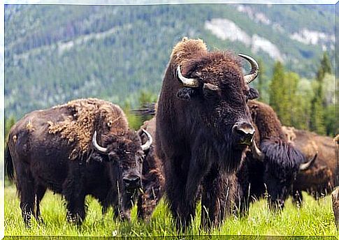 Grazing bisons