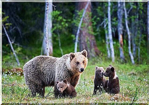 Bears in the woods