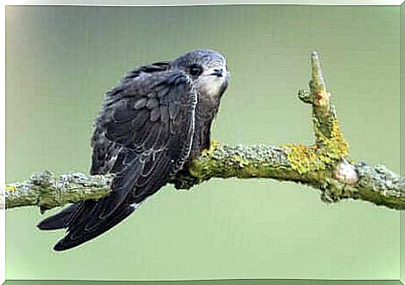 Swift specimen perched on a tree branch.