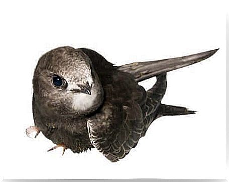 Illustration depicting a common swift.